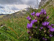 06 Gentianella rhaetica (Genzianella retica) da Cima Grem con vista in Cima Foppazzi